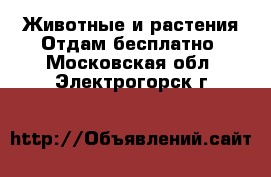 Животные и растения Отдам бесплатно. Московская обл.,Электрогорск г.